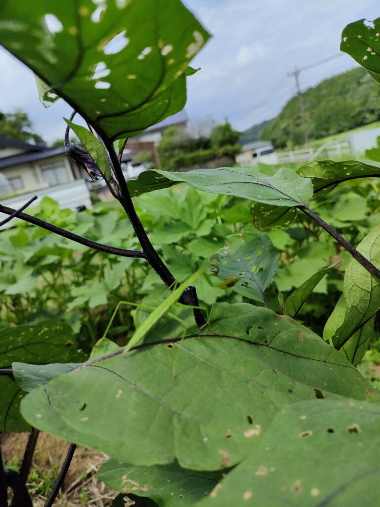 カマキリ