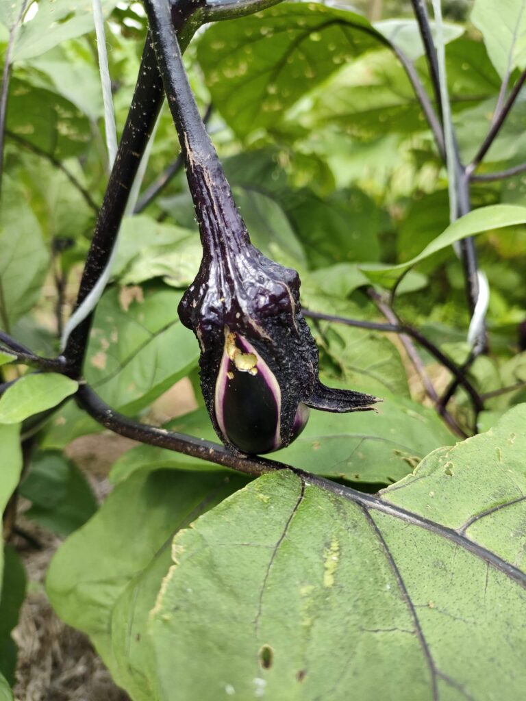 ナスの食害