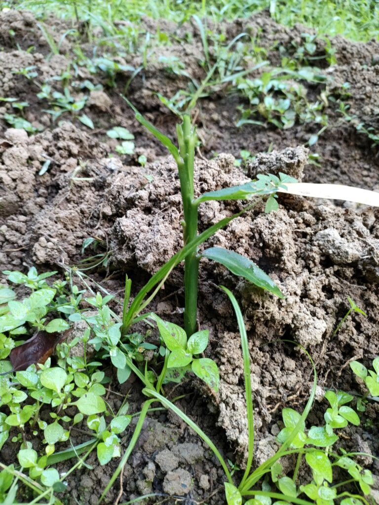 ショウガ芽喰われる