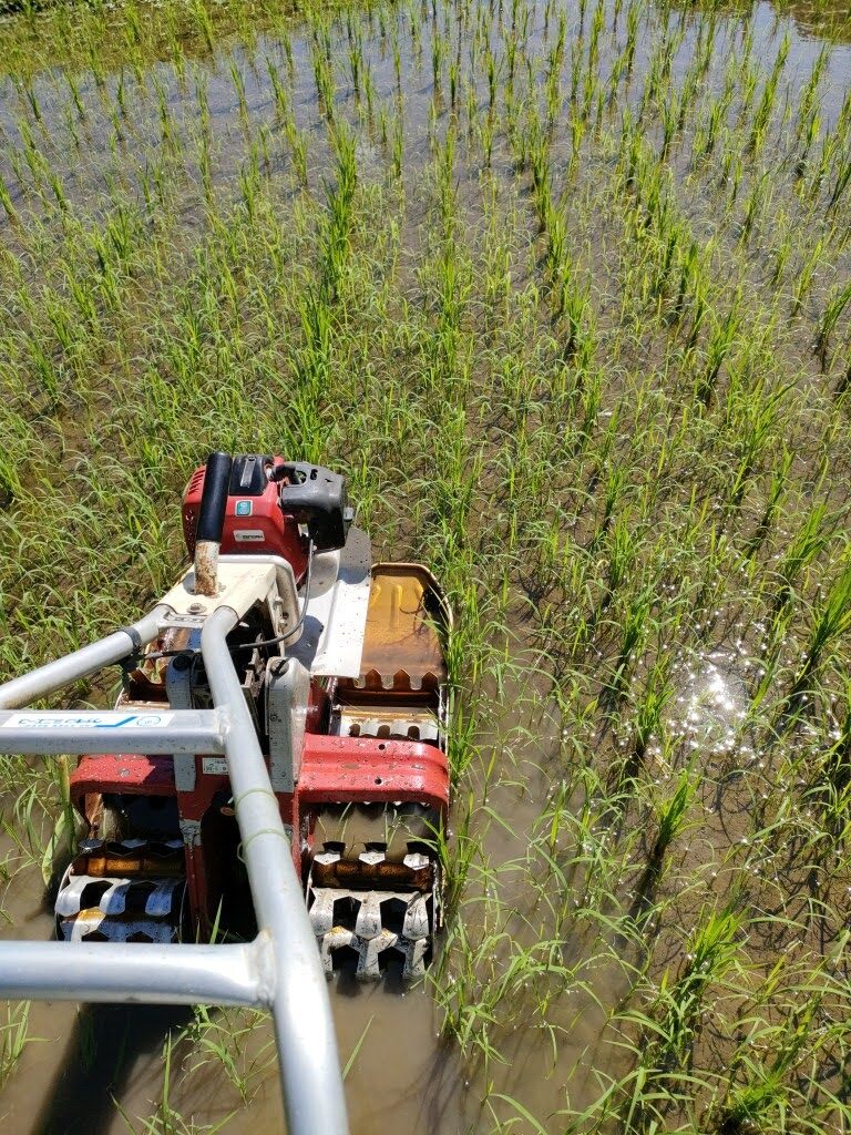 除草機で中耕