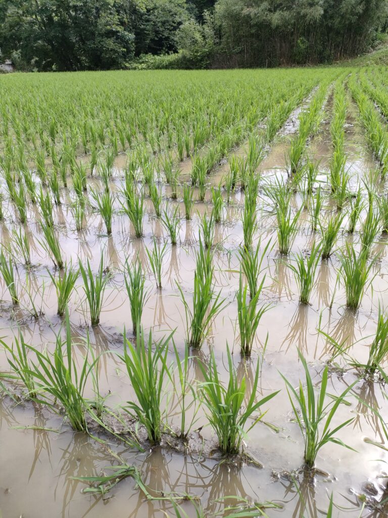 ２回目の中耕除草