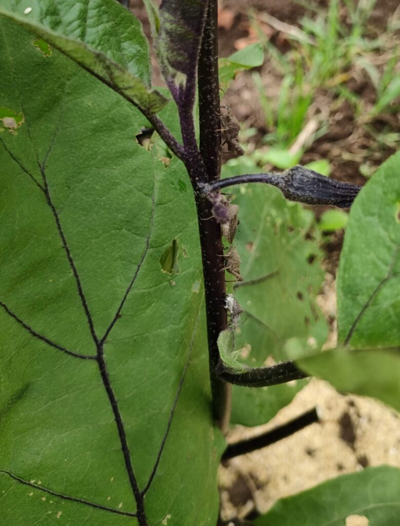 ナスにカメムシの行列